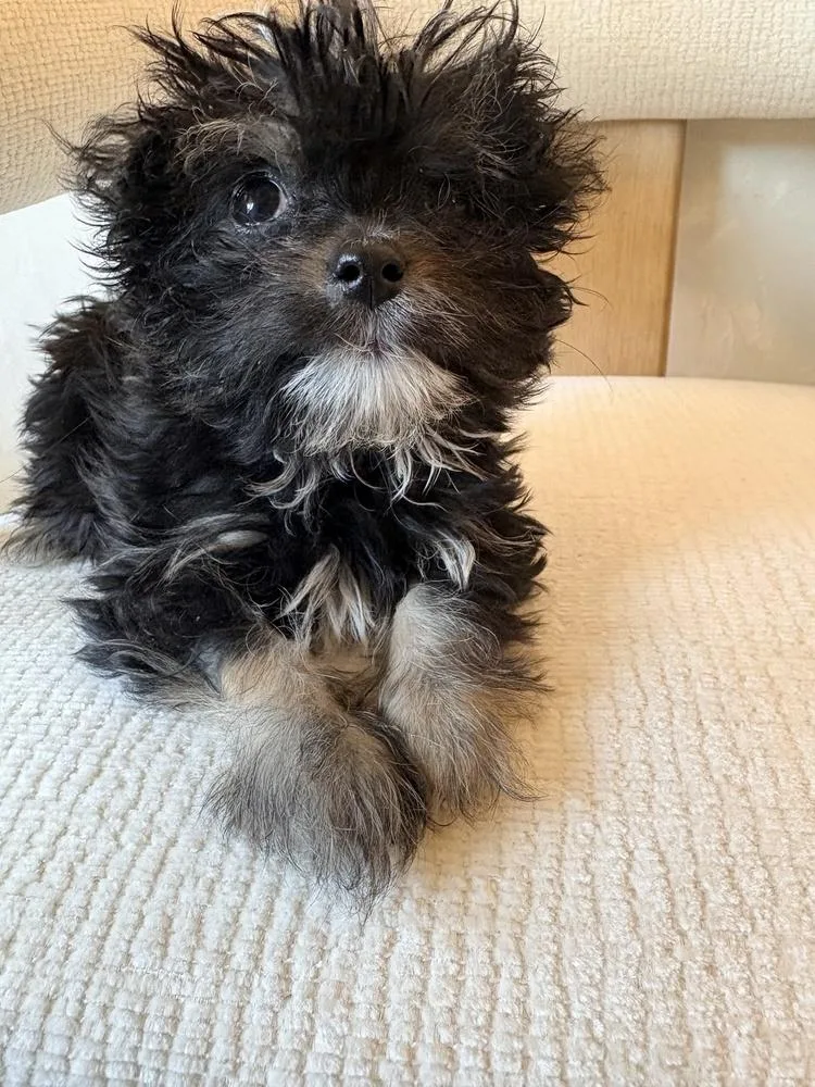 Bruno Baby thumbnail 3