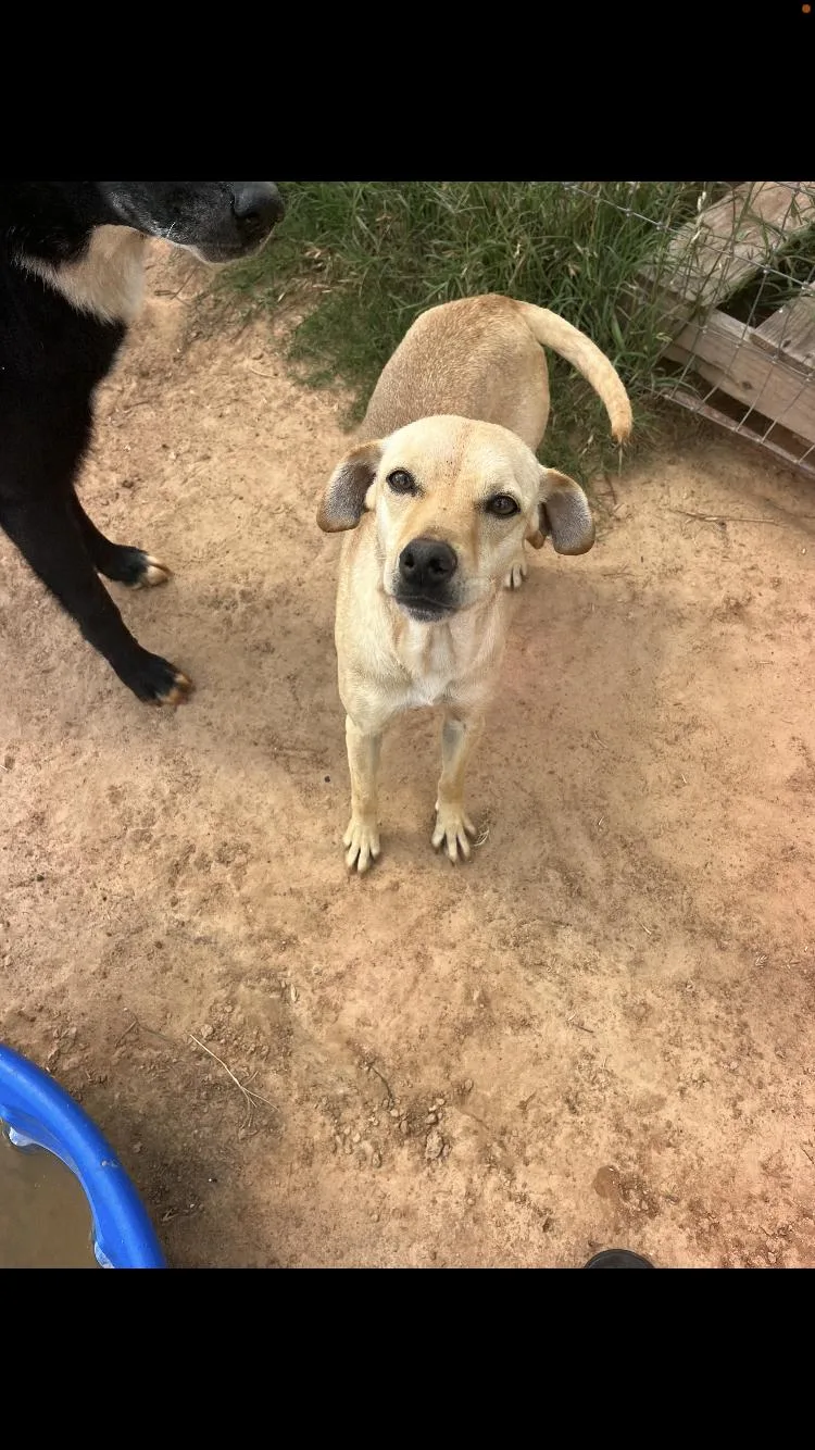 A young small-sized female Apricot / Beige Terrier dog named Poppy for adoption in Paradise, TX