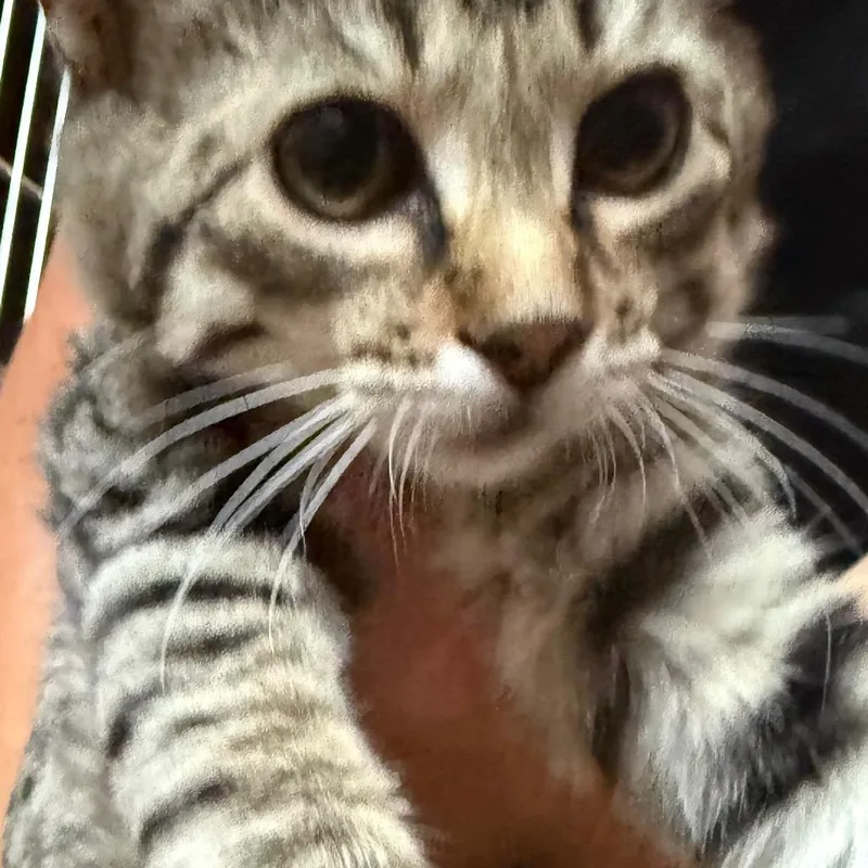 A baby small-sized female Black Domestic Short Hair cat named Sage for adoption in Cedaredge, CO