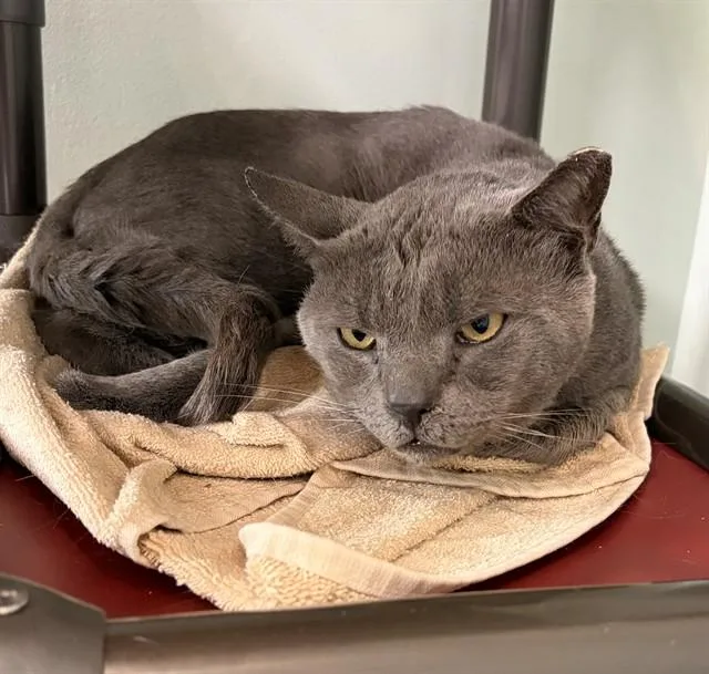 An adult small-sized male Domestic Short Hair cat named Oscar for adoption in Westminster, MD