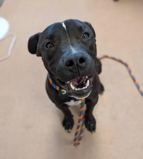 A young large-sized male Pit Bull Terrier dog named Shrimp Magician for adoption in Santa Rosa, CA