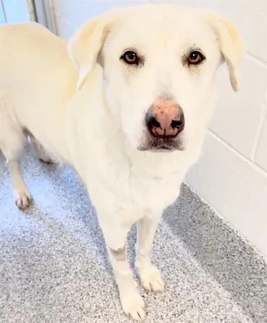 A young large-sized female Husky dog named Coco for adoption in Houston, TX