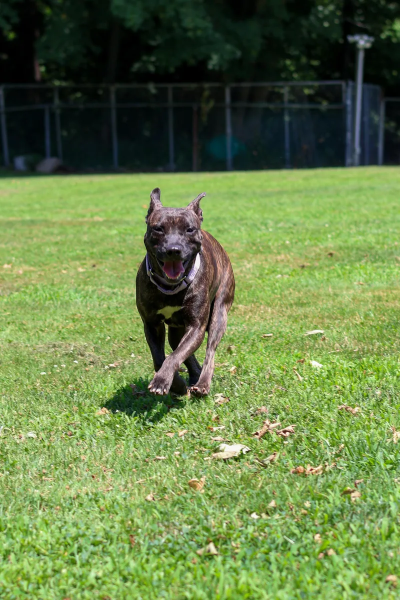 An adult medium-sized female Pit Bull Terrier dog named Dharma for adoption in Terryville, CT