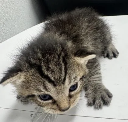 A baby small-sized male Domestic Short Hair cat named Teddy Bear Fka Wild for adoption in West Chester, PA