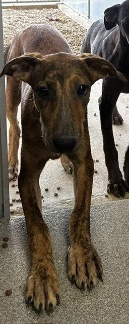 A young medium-sized female Catahoula Leopard Dog dog named suki month Ava for adoption in Sterling, MA