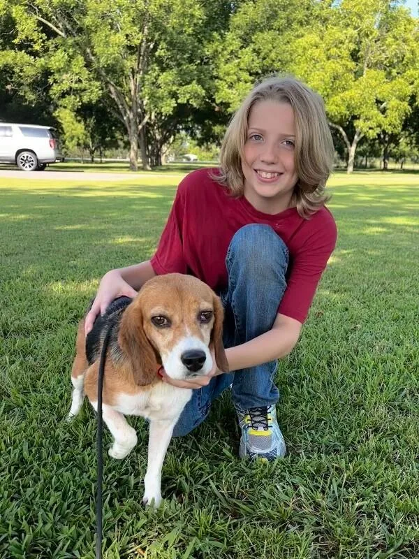 A senior medium-sized female Tricolor (Brown, Black, & White) Beagle dog named Mavis for adoption in Aiken, SC