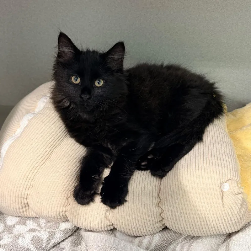 A baby small-sized female Black Domestic Medium Hair cat named Silhouette for adoption in Newark, NJ