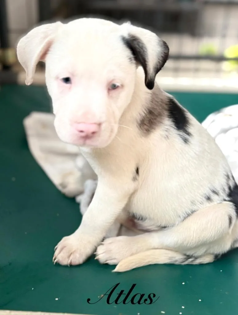 A baby medium-sized male Australian Shepherd dog named Atlas for adoption in St. Augustine, FL