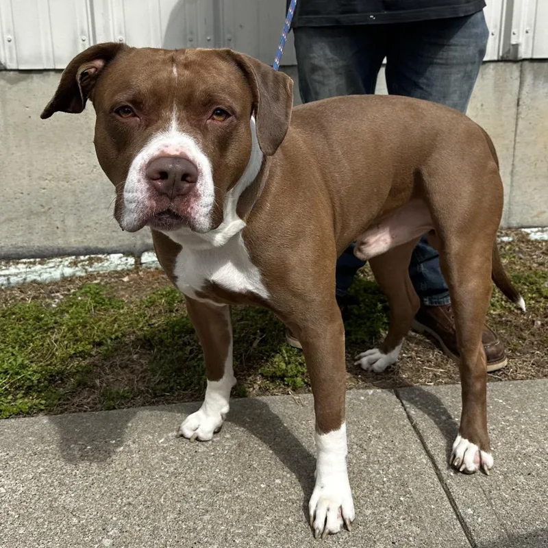 An adult large-sized male Red / Chestnut / Orange Pit Bull Terrier dog named Floyd for adoption in Warrensburg, MO