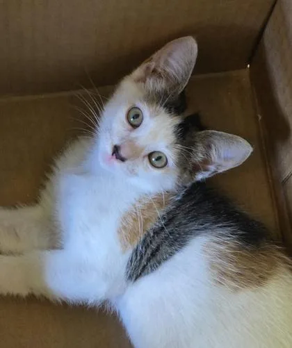 A baby small-sized female Domestic Short Hair cat named Astra for adoption in Honolulu, HI