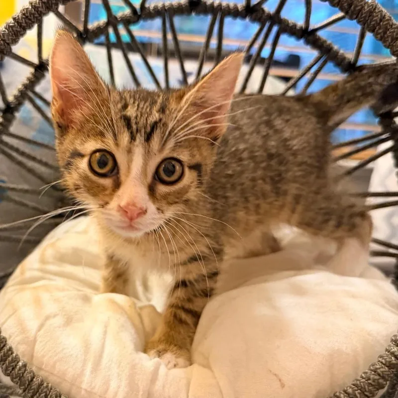 A baby small-sized male Buff / Tan / Fawn Domestic Medium Hair cat named Mochi for adoption in Flower Mound, TX