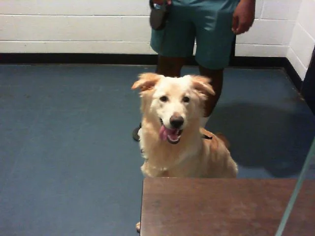 A young medium-sized female Golden Retriever dog named Farrah Pawcett for adoption in Charlotte, NC
