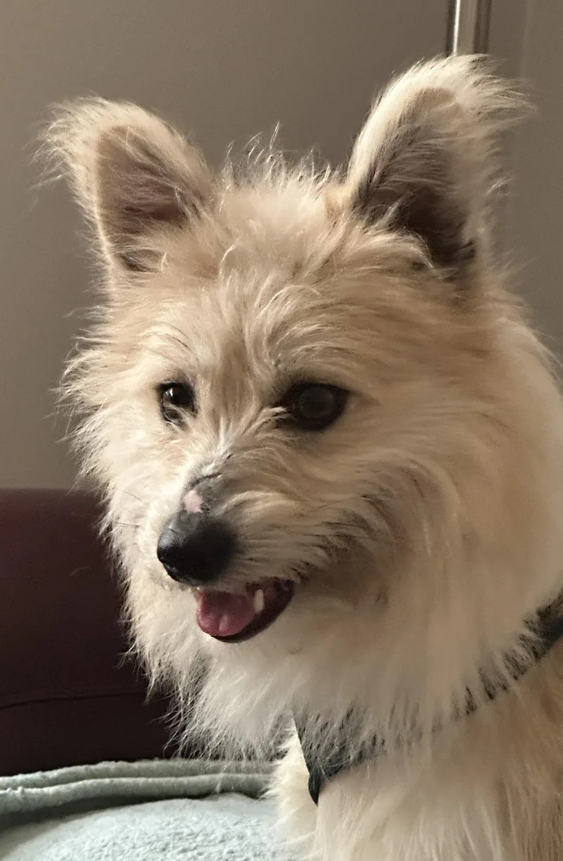 An adult small-sized male Pomsky dog named Rachet for adoption in Omaha, NE