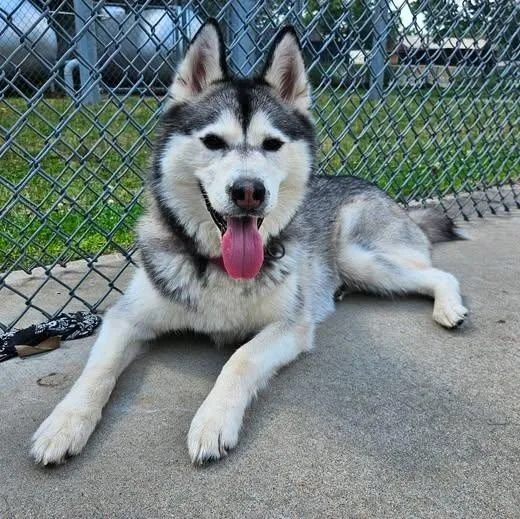 A young medium-sized female Black Siberian Husky dog named Juneau for adoption in Central Falls, RI