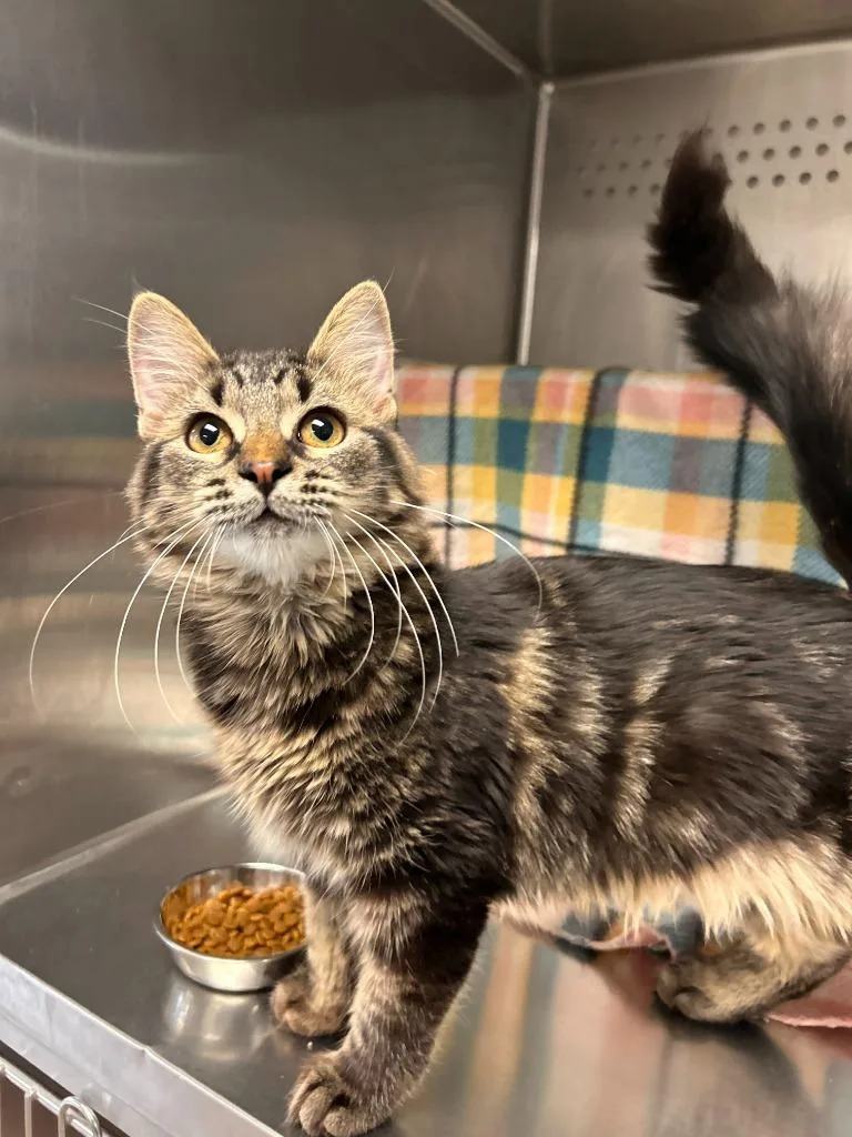 A young medium-sized female Domestic Medium Hair cat named Angelique for adoption in Minot, ND