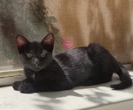 A baby small-sized female Black Domestic Short Hair cat named Clementine for adoption in Phoenix, AZ