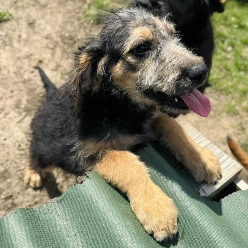 A baby small-sized female Black Terrier dog named Louisa for adoption in Rock Falls, IL