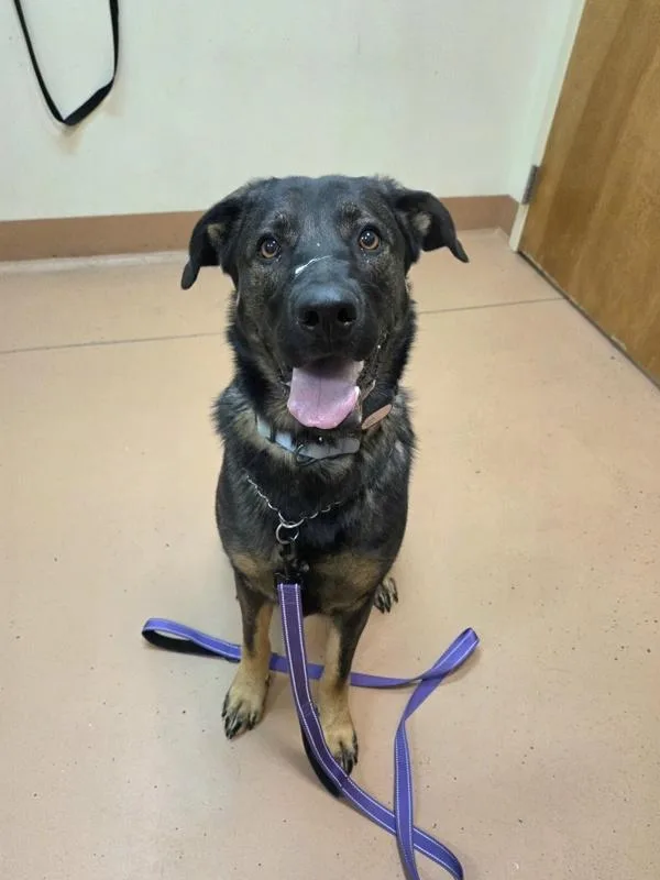 A young large-sized female German Shepherd Dog dog named Toffee for adoption in Kennewick, WA