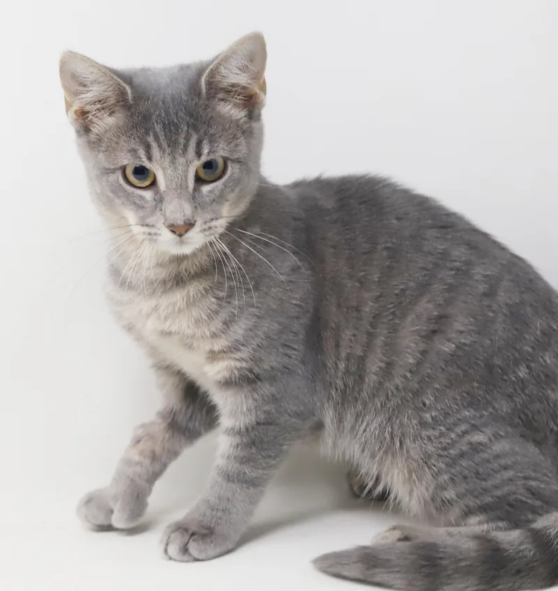 A baby small-sized female Extra-Toes Cat / Hemingway Polydactyl cat named Dottie EXTRA TOES for adoption in Bedford Hills, NY