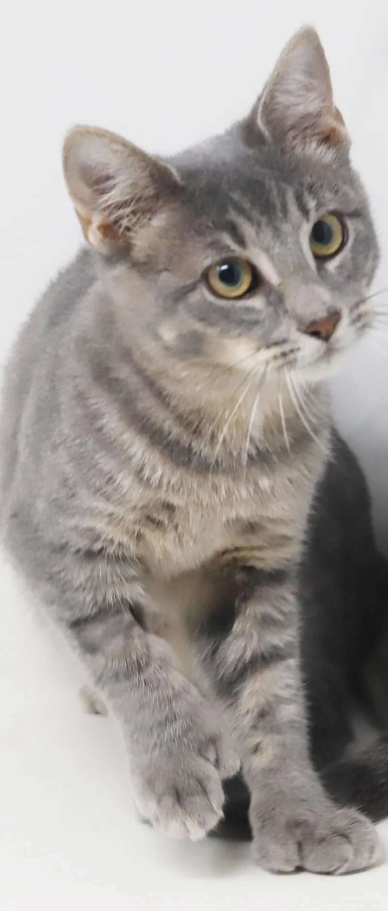Dottie  EXTRA TOES thumbnail 2