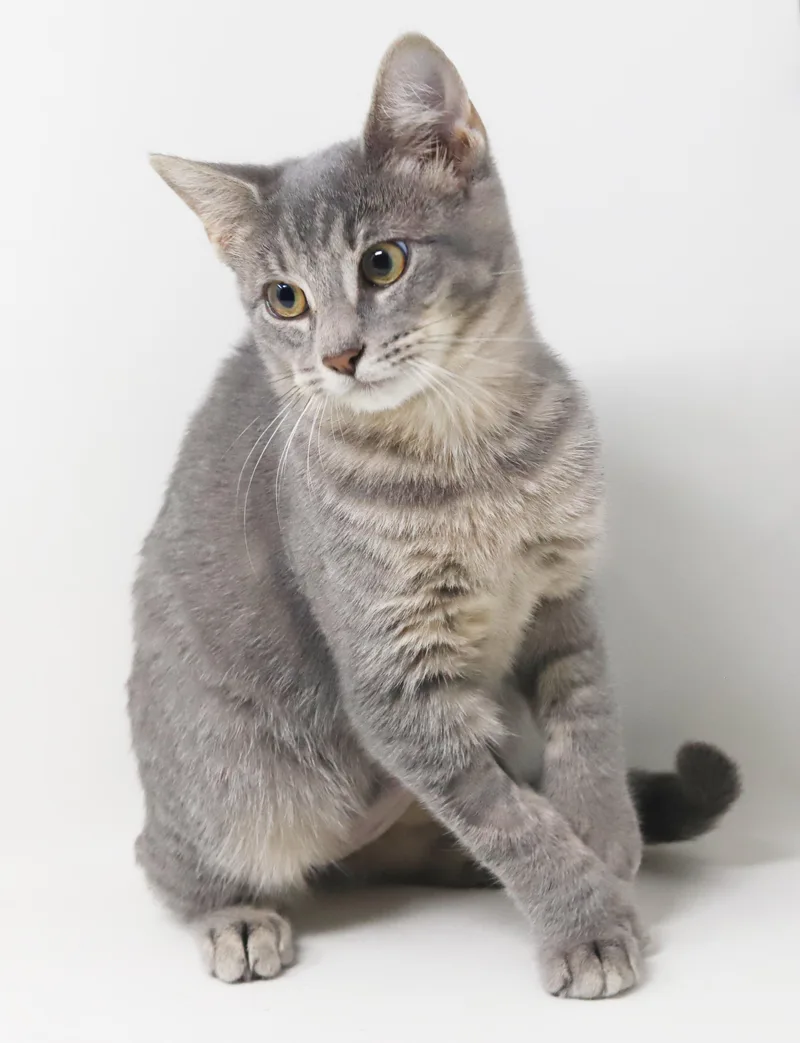 Dottie  EXTRA TOES thumbnail 3