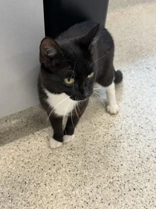 An adult medium-sized female Domestic Short Hair cat named Phantom for adoption in Lafayette, IN