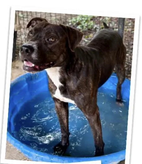 A young large-sized female Pit Bull Terrier dog named Mocha for adoption in Indian Mound, TN