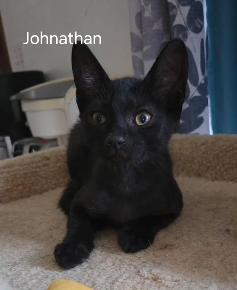 A baby medium-sized male Black Domestic Short Hair cat named Johnathan for adoption in Oviedo, FL