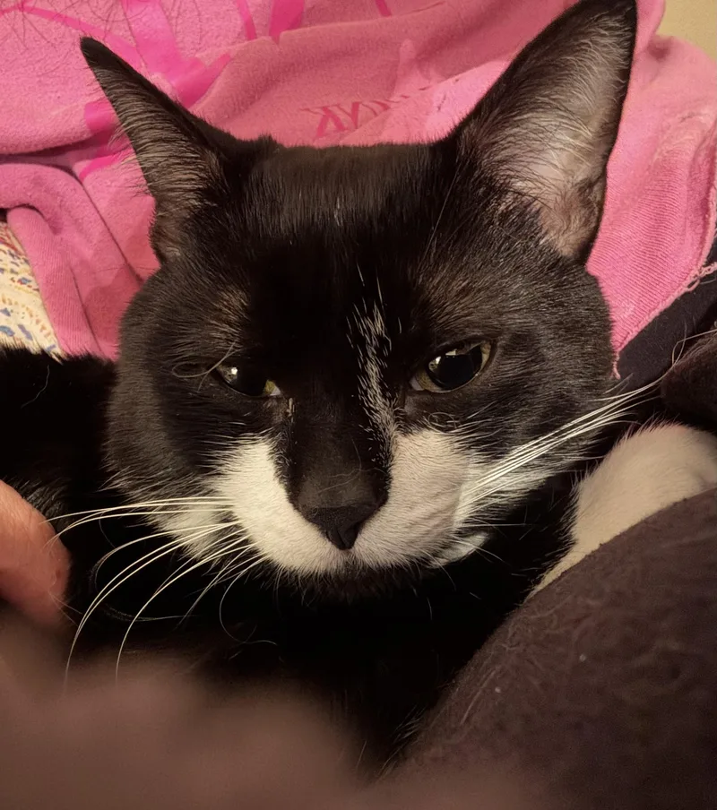 A young medium-sized male Black & White / Tuxedo Tuxedo cat named Tuxy for adoption in Humble, TX