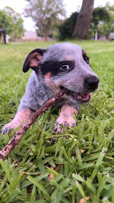 A baby medium-sized male Gray / Blue / Silver Australian Cattle Dog / Blue Heeler dog named Dale Jr. for adoption in Liverpool, TX