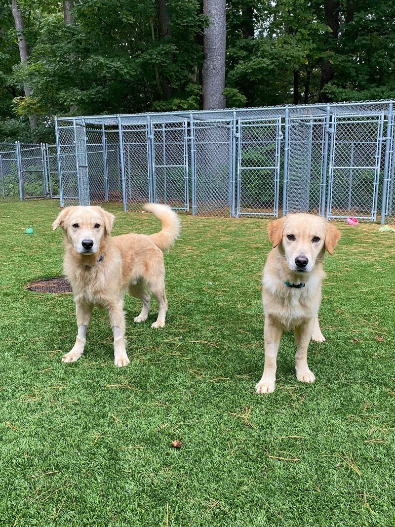 An adult medium-sized male Golden Retriever dog named Challah And Brioche for adoption in Hudson, MA