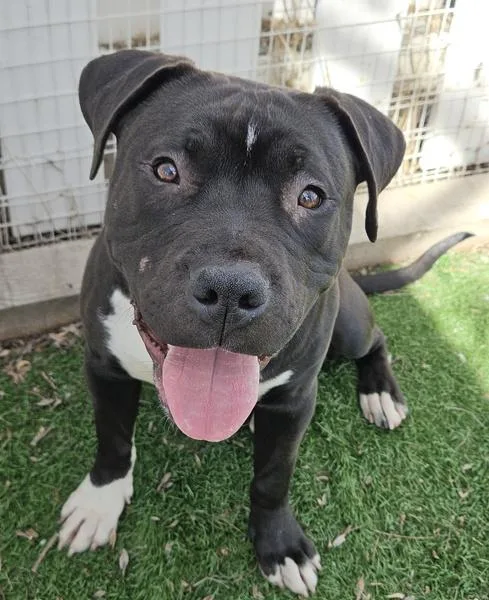 A young large-sized male Pit Bull Terrier dog named Moose for adoption in Fremont, CA