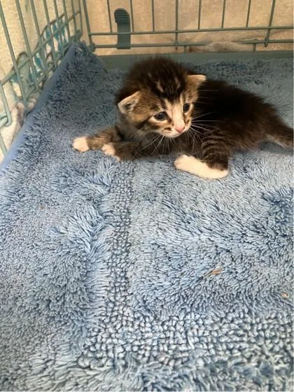 A baby small-sized female Domestic Short Hair cat named Chipper for adoption in Gainesville, FL