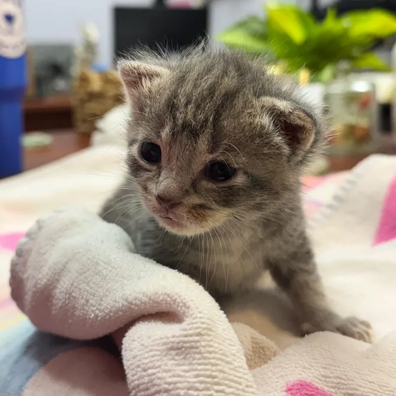 A baby small-sized male Gray / Blue / Silver Domestic Short Hair cat named John for adoption in Auburn, AL