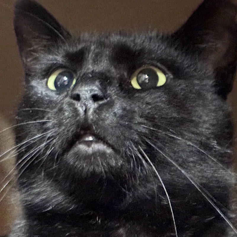 A young medium-sized male Black Domestic Short Hair cat named Jinx for adoption in Pittsburgh, PA