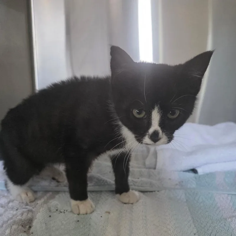 A baby small-sized female Black Domestic Short Hair cat named Mochi for adoption in Washington, PA