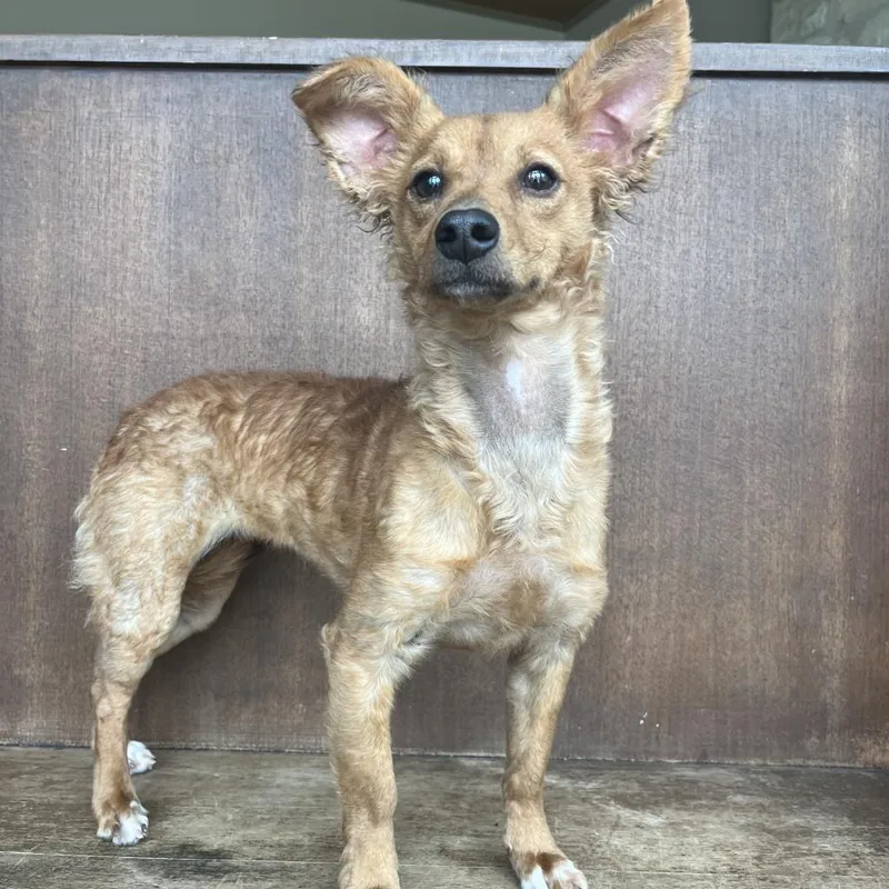 An adult small-sized female Yellow / Tan / Blond / Fawn Terrier dog named Nelly for adoption in Fredericksburg, TX