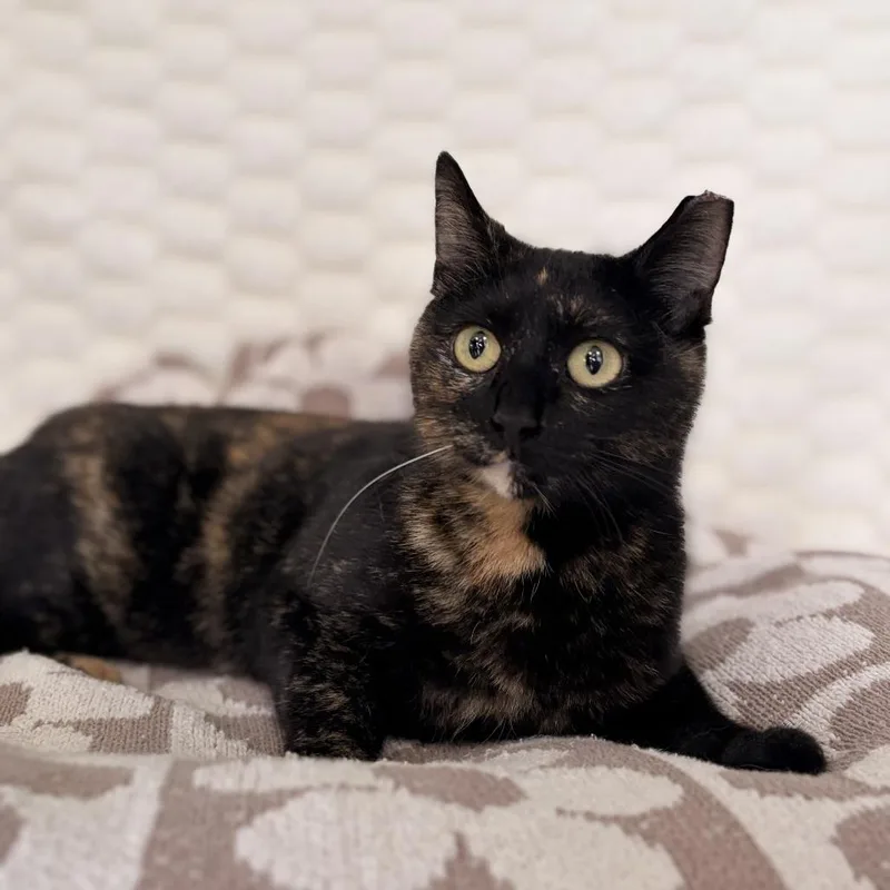 An adult medium-sized female Black Domestic Short Hair cat named Cinnabun for adoption in Deerfield, IL