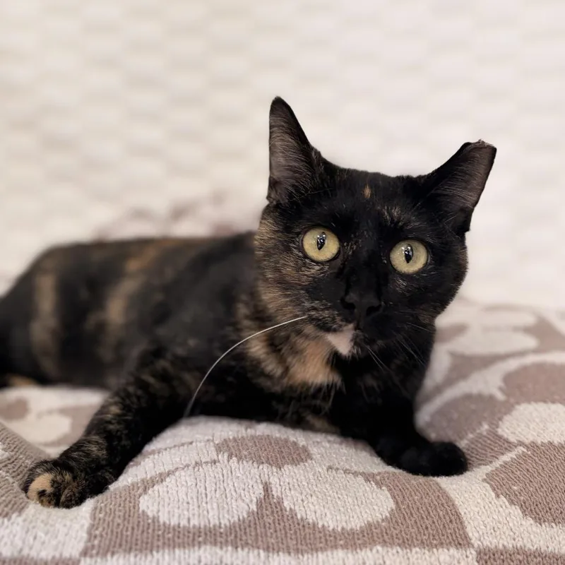 Cinnabun thumbnail 2