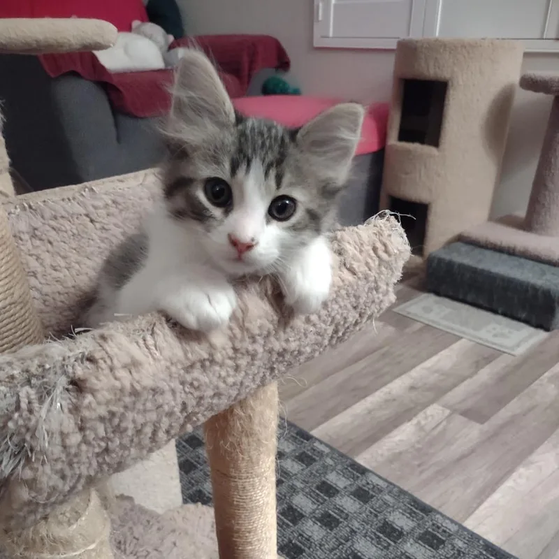 A baby small-sized female Black Domestic Short Hair cat named Gidget for adoption in Hemet, CA