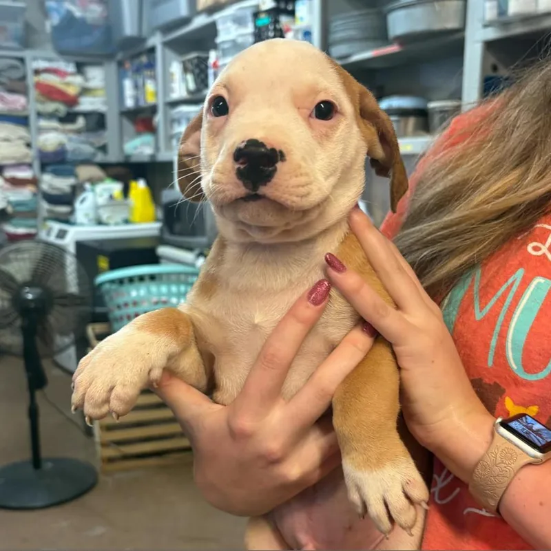 Chicken Egg Roll thumbnail 2