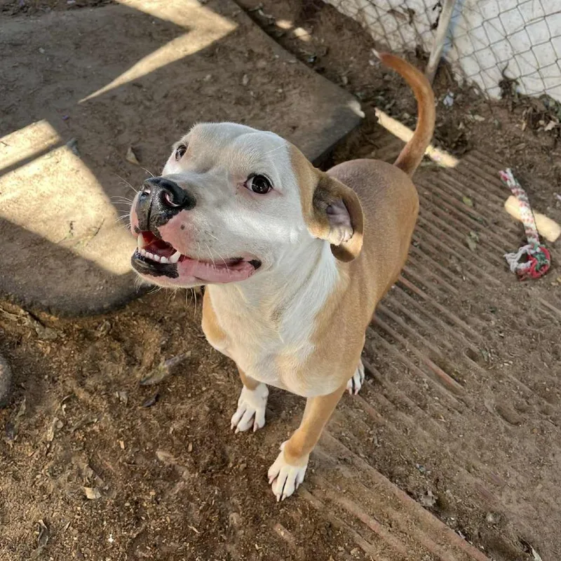 Chicken Egg Roll thumbnail 3