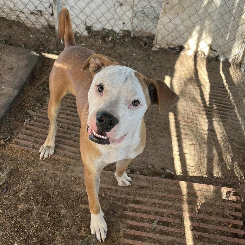 Chicken Egg Roll thumbnail 4