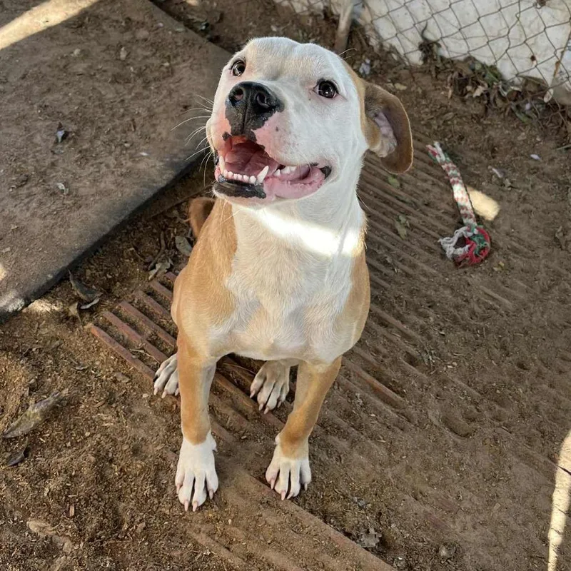 Chicken Egg Roll thumbnail 5