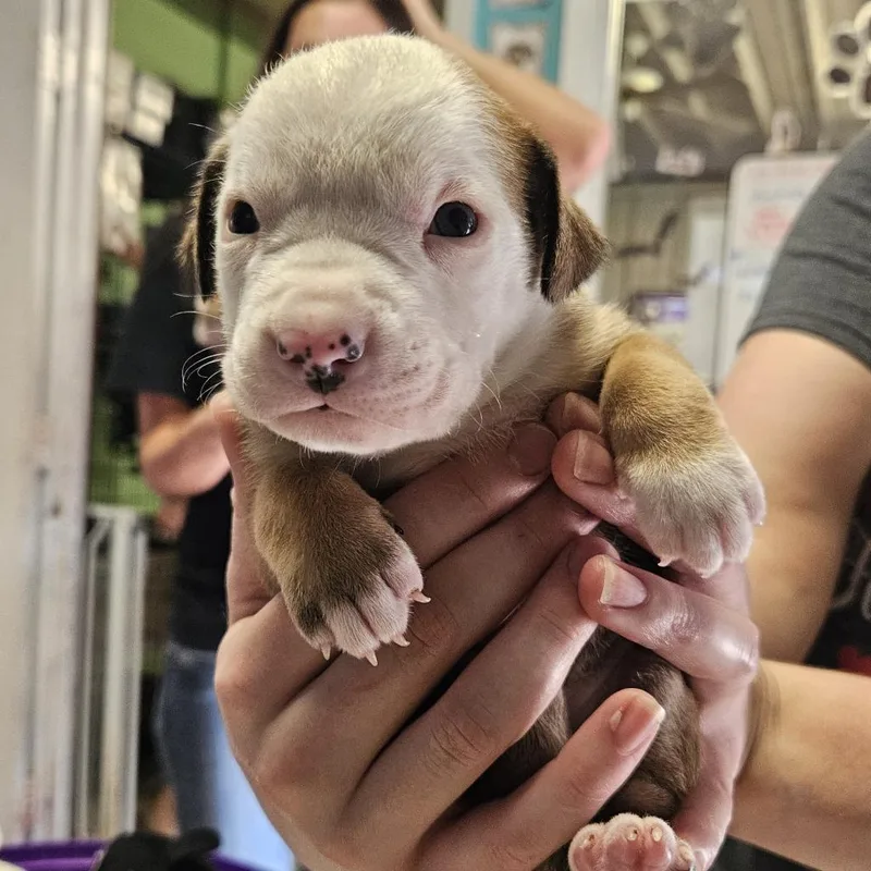 Chicken Egg Roll thumbnail 6