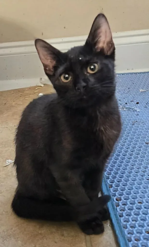A baby medium-sized female Domestic Short Hair cat named Lenora for adoption in Evans, GA