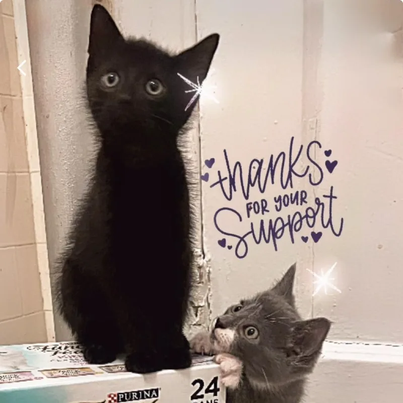 A baby small-sized female Black Domestic Short Hair cat named Gatsby for adoption in Westhampton, NY