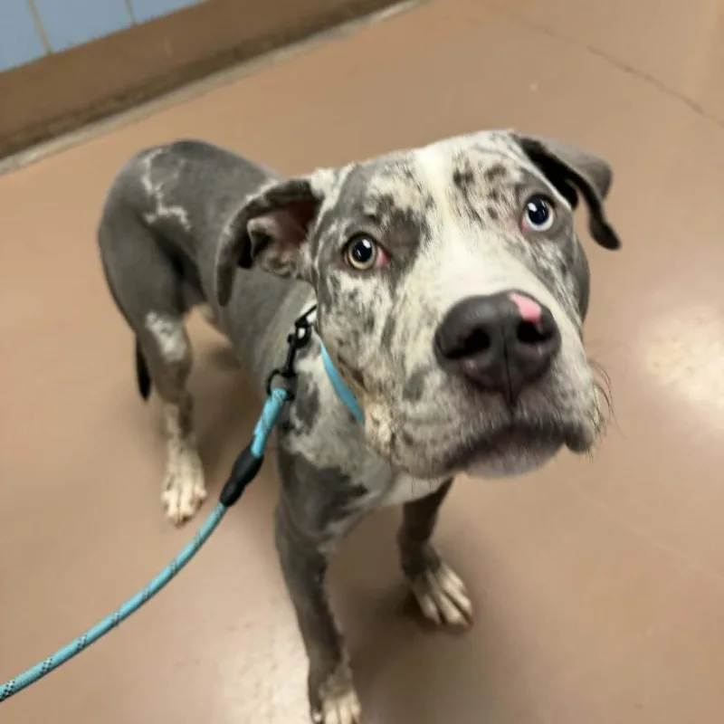 A young medium-sized male Gray / Blue / Silver Mixed Breed dog named Perkins for adoption in Matteson, IL