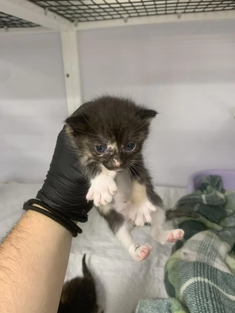 A baby small-sized female Domestic Short Hair cat named Spark for adoption in Salmon, ID