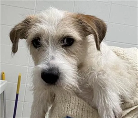A young medium-sized female Terrier dog named Betty for adoption in Tucson, AZ